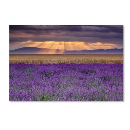 Michael Blanchette Photography 'Lavender Sunbeams' Canvas Art,12x19